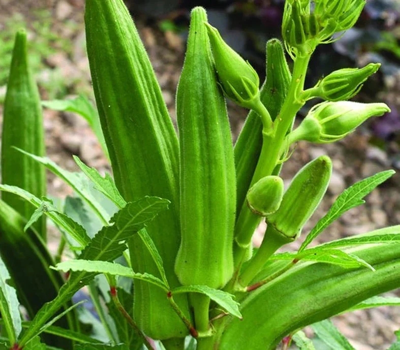 AMERICAN OKRA