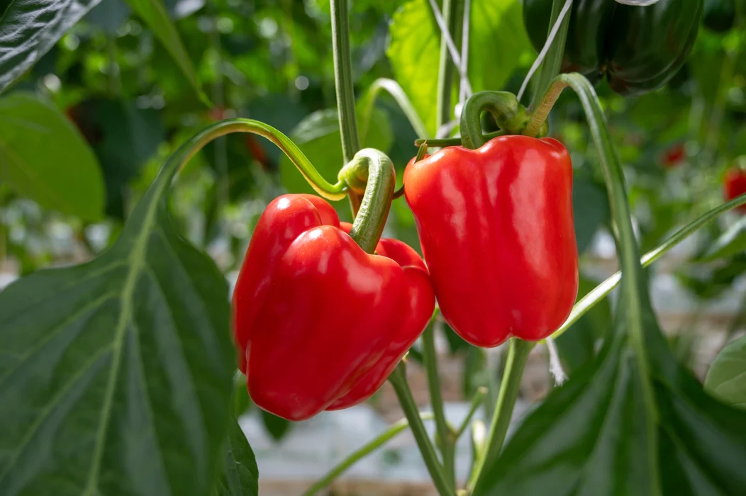 RED BELL PEPPER 