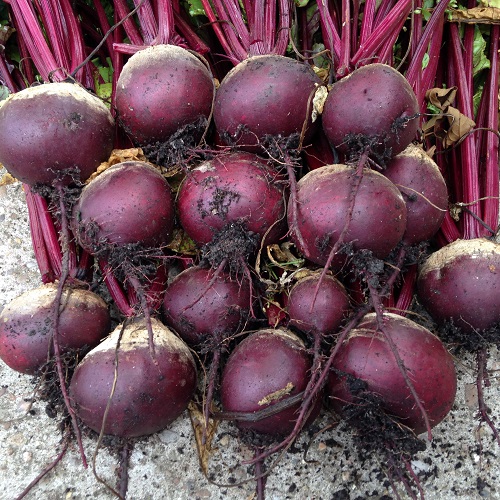 BEETROOT (REMOLACHA)