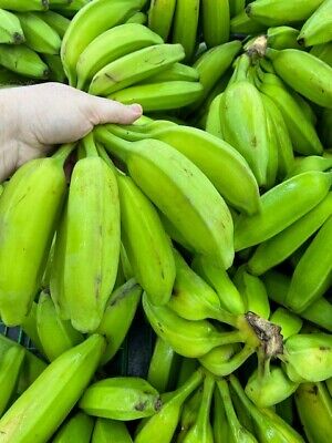 BURRO PLANTAIN