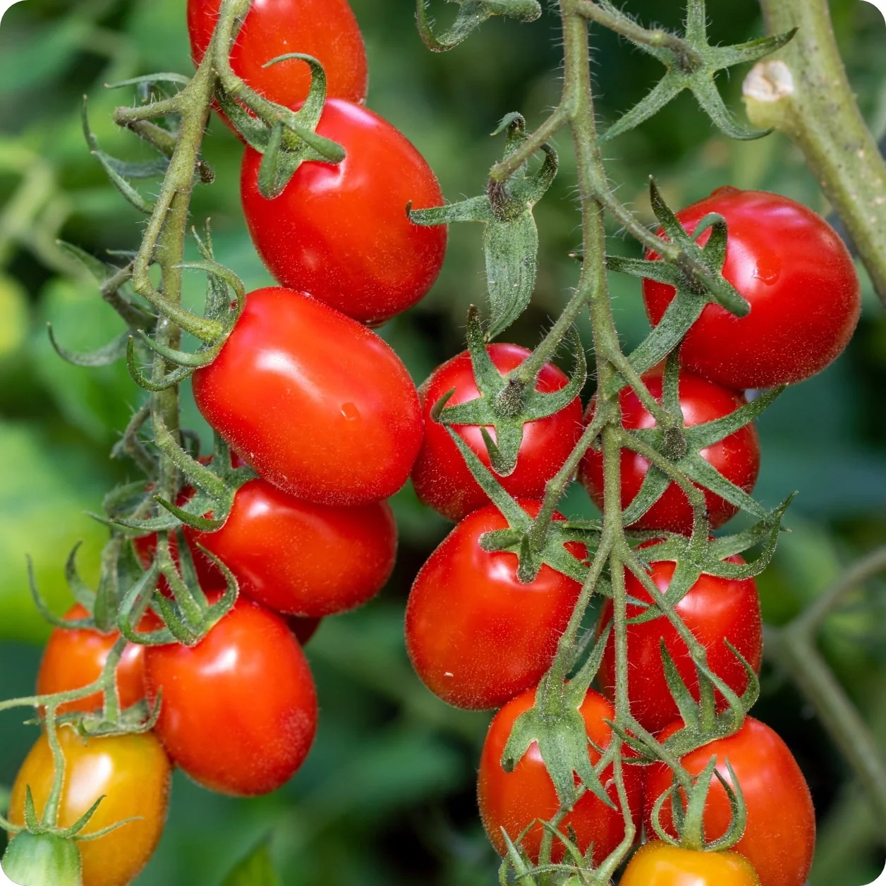 PLUM TOMATO (ROMA TOMATO)