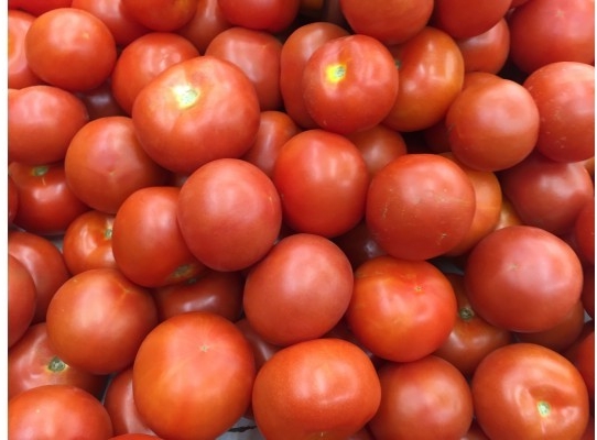 TOMATO BOLA (GLOBE TOMATO)