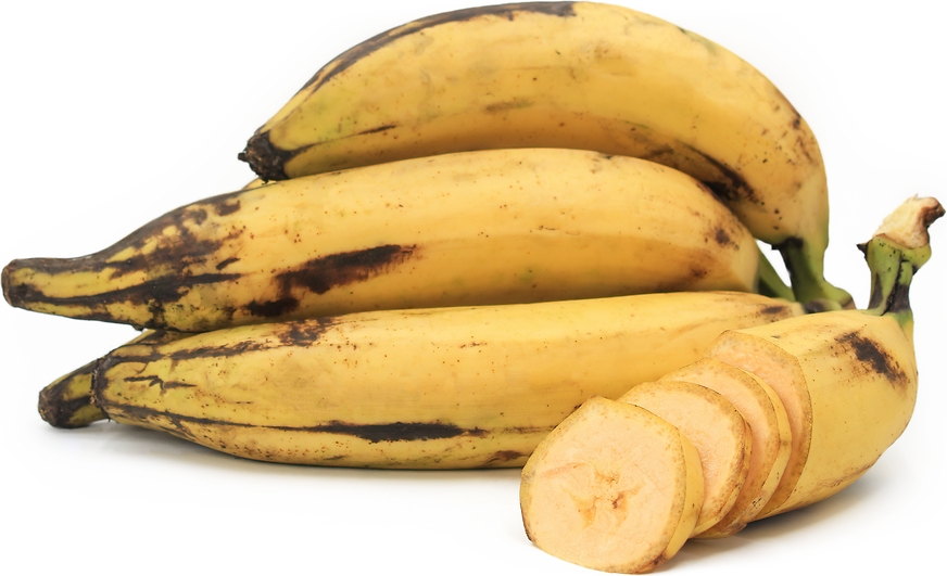 YELLOW PLANTAIN