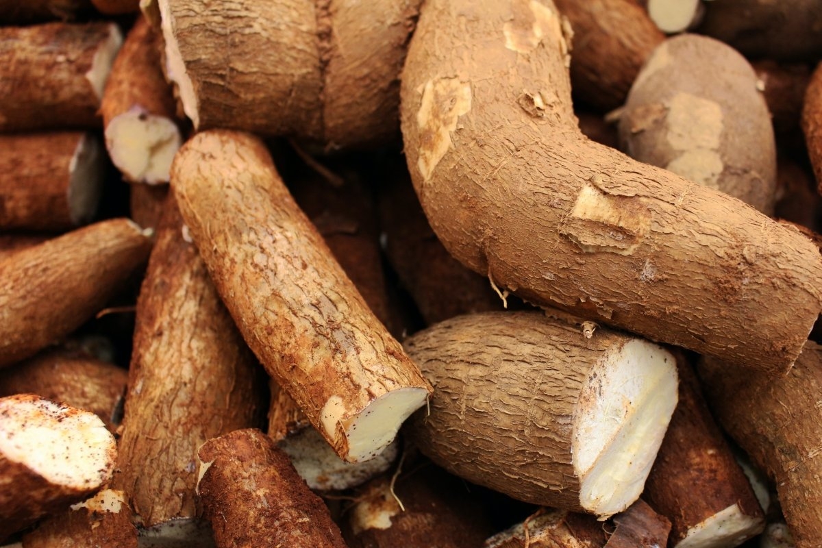 YUCA ROOT