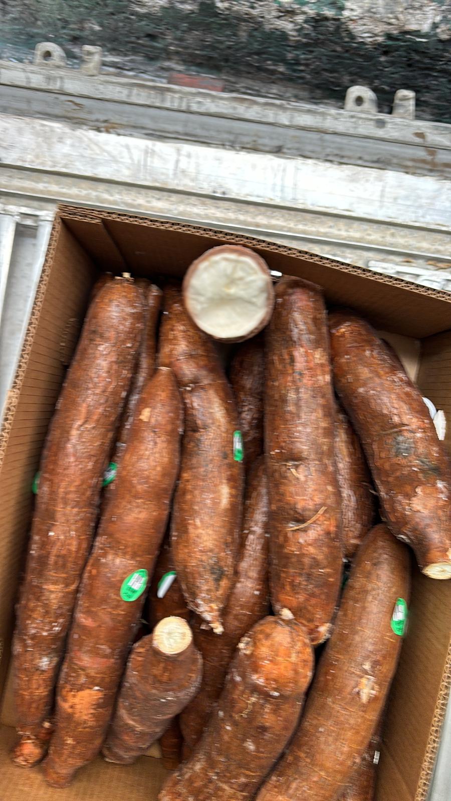 YUCA ROOT