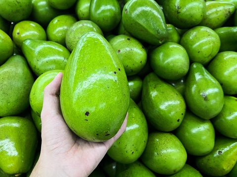 AVOCADO 