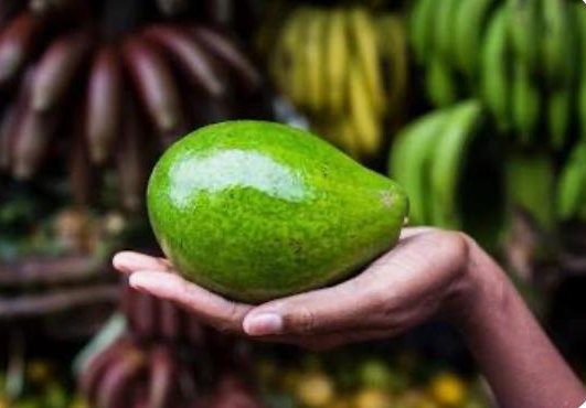 AVOCADO 