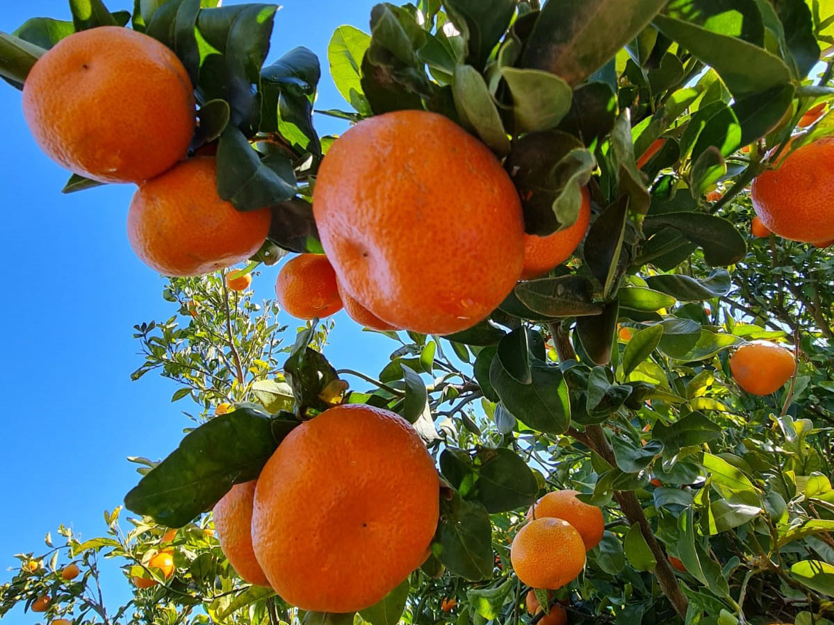 MANDARINS (MANDARINAS)
