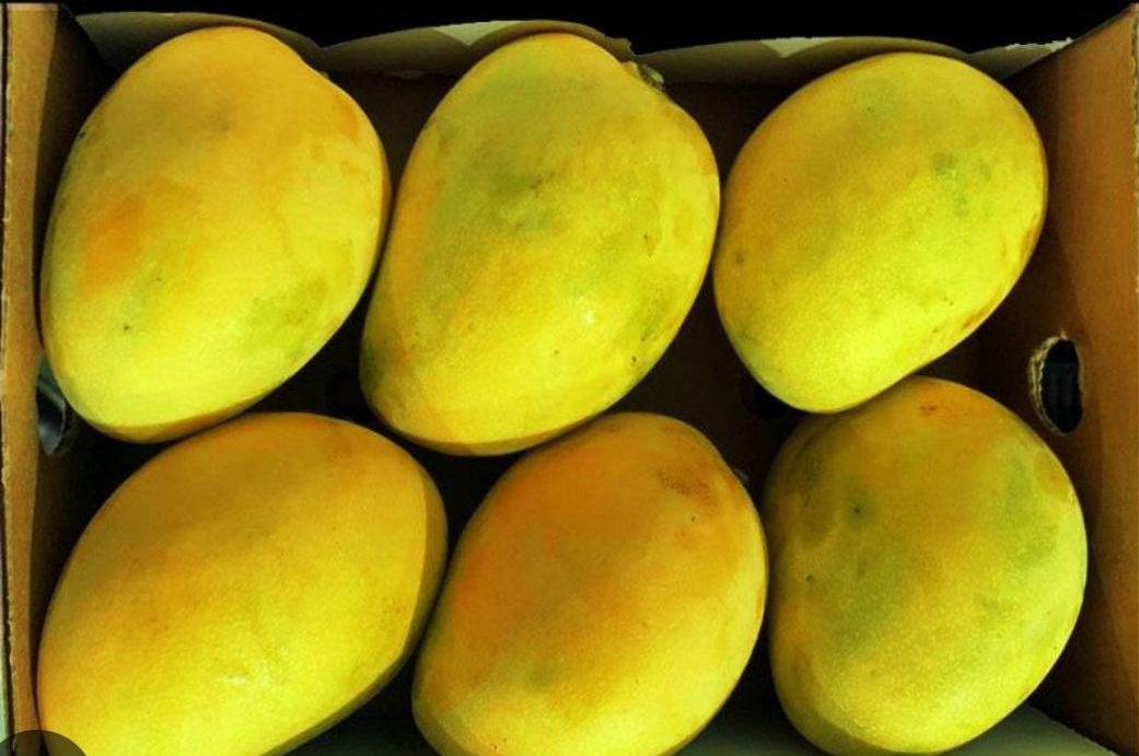 MANGO MINGOLO