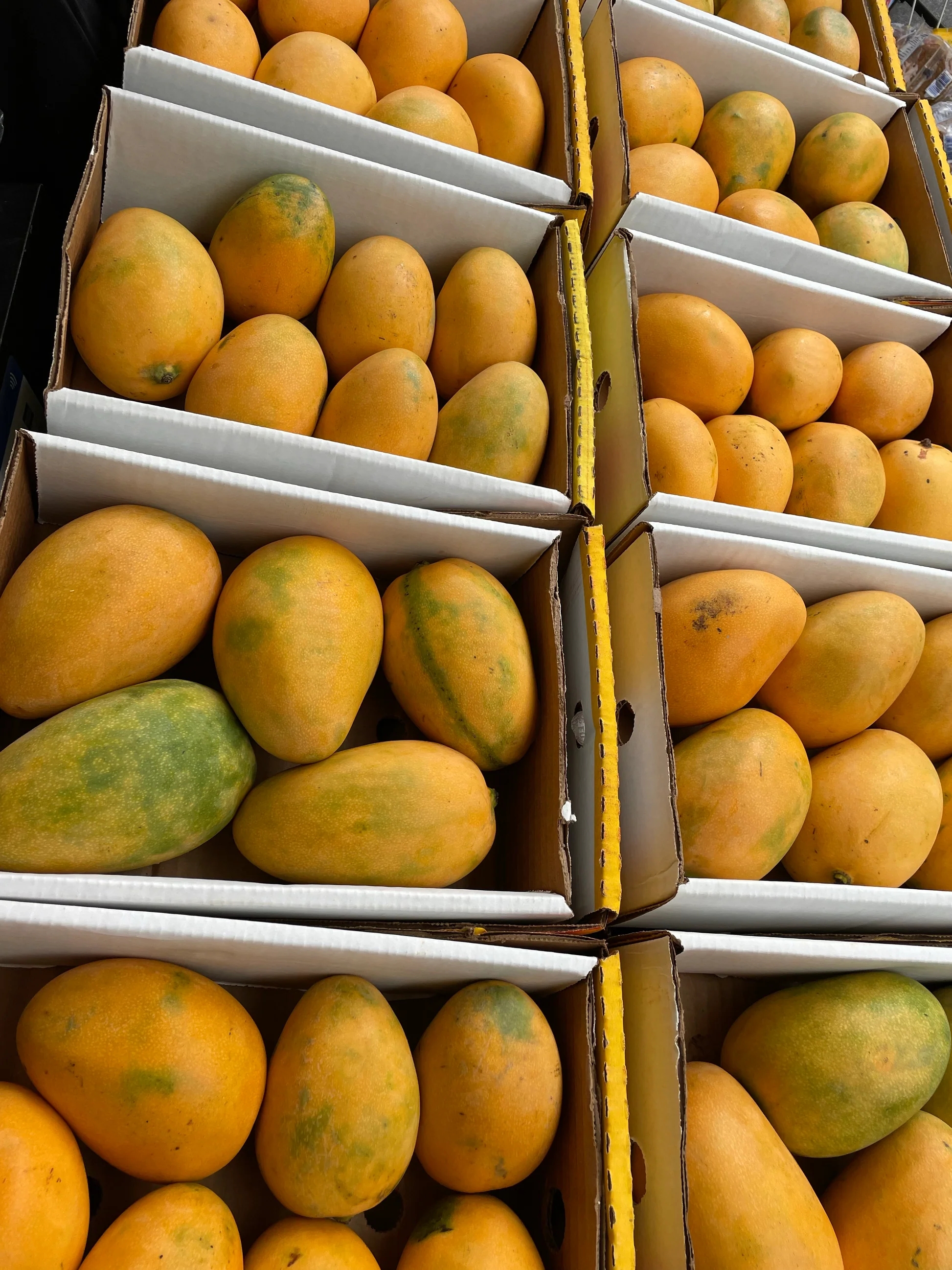 MANGO MINGOLO