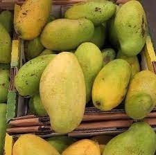 MANGO HAITIANO