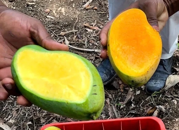 MANGO HAITIANO