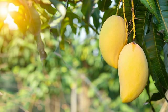 MANGO ATAULFO (HONEY MANGO)
