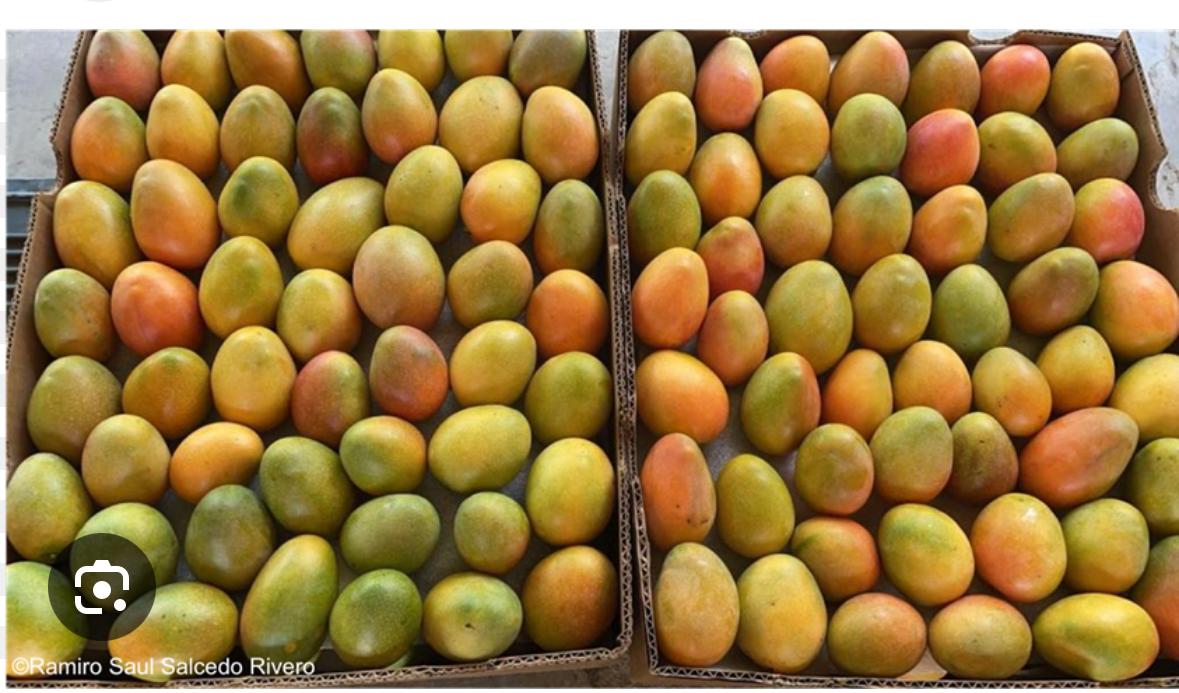 SUGAR MANGO (MANGO DE AZUCAR)