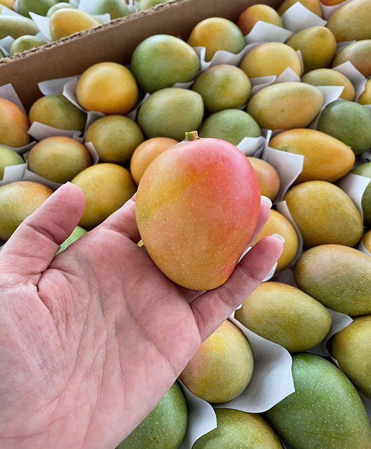 SUGAR MANGO (MANGO DE AZUCAR)