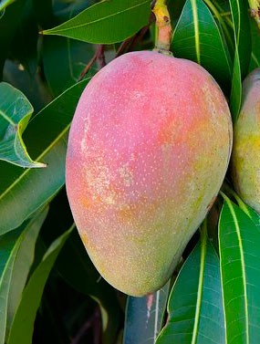MANGO KEITT
