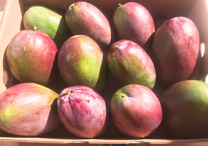 MANGO KEITT