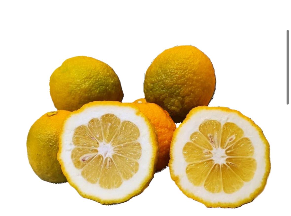 SOUR ORANGE 