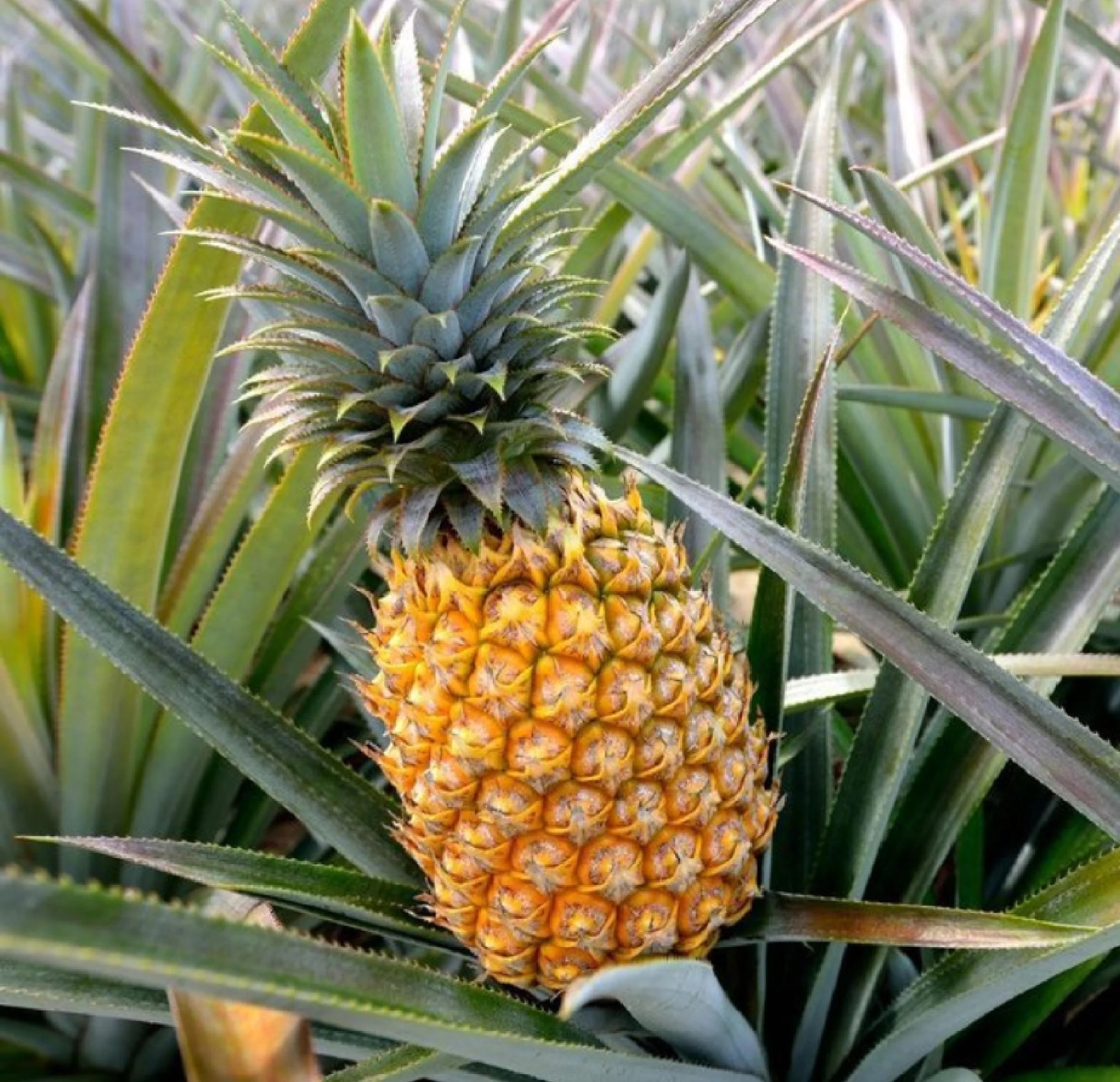 PINEAPPLE 