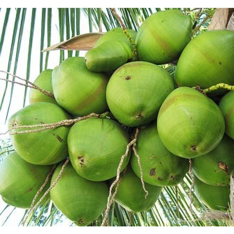 WATER COCONUT