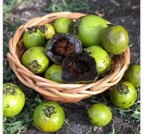 BLACK SAPOTE
