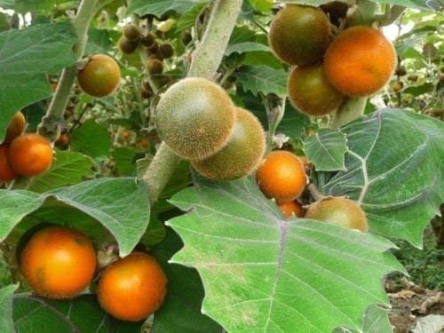 LULO (NARANJILLA)