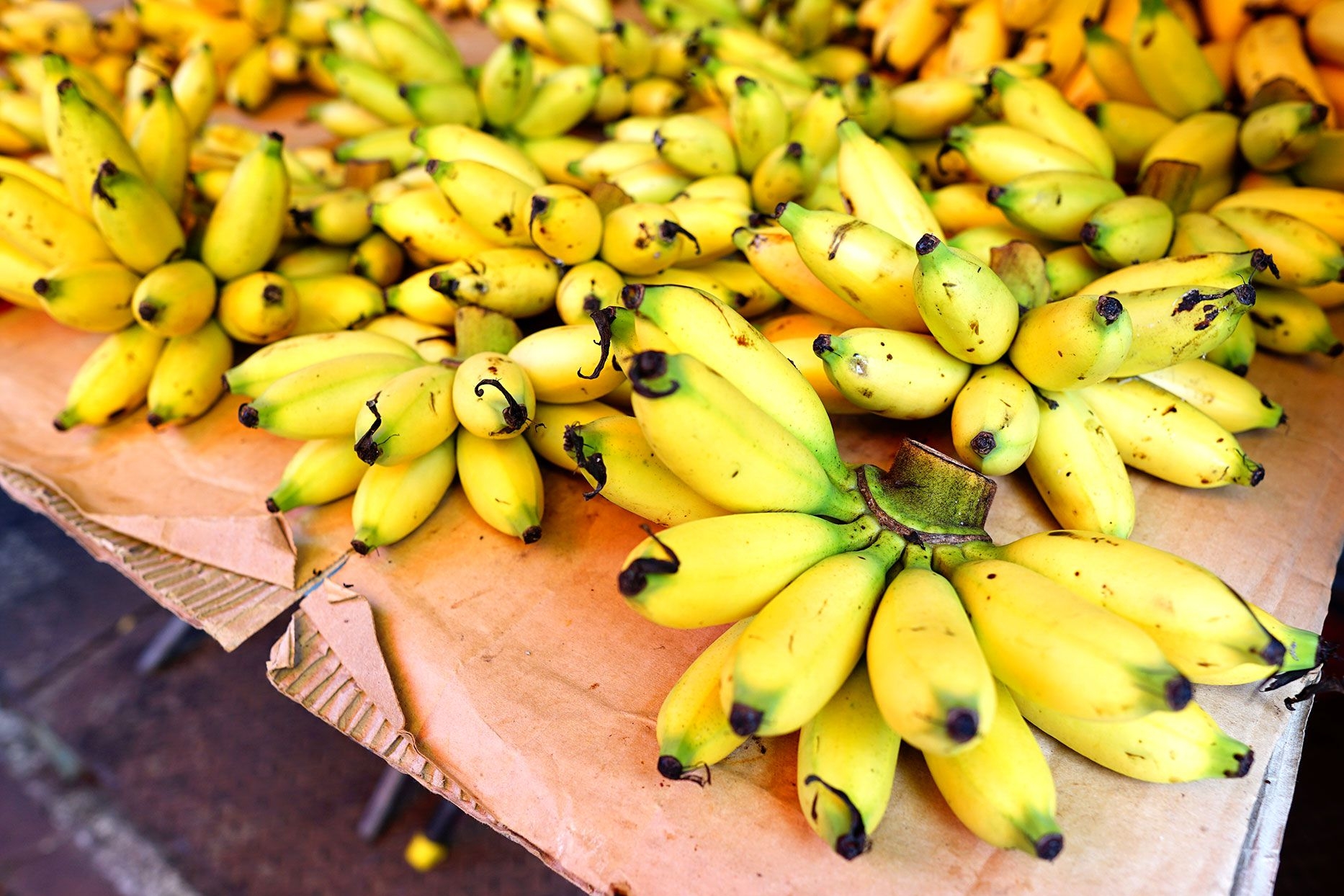 BANANO MANZANO (MANZANO BANANA)