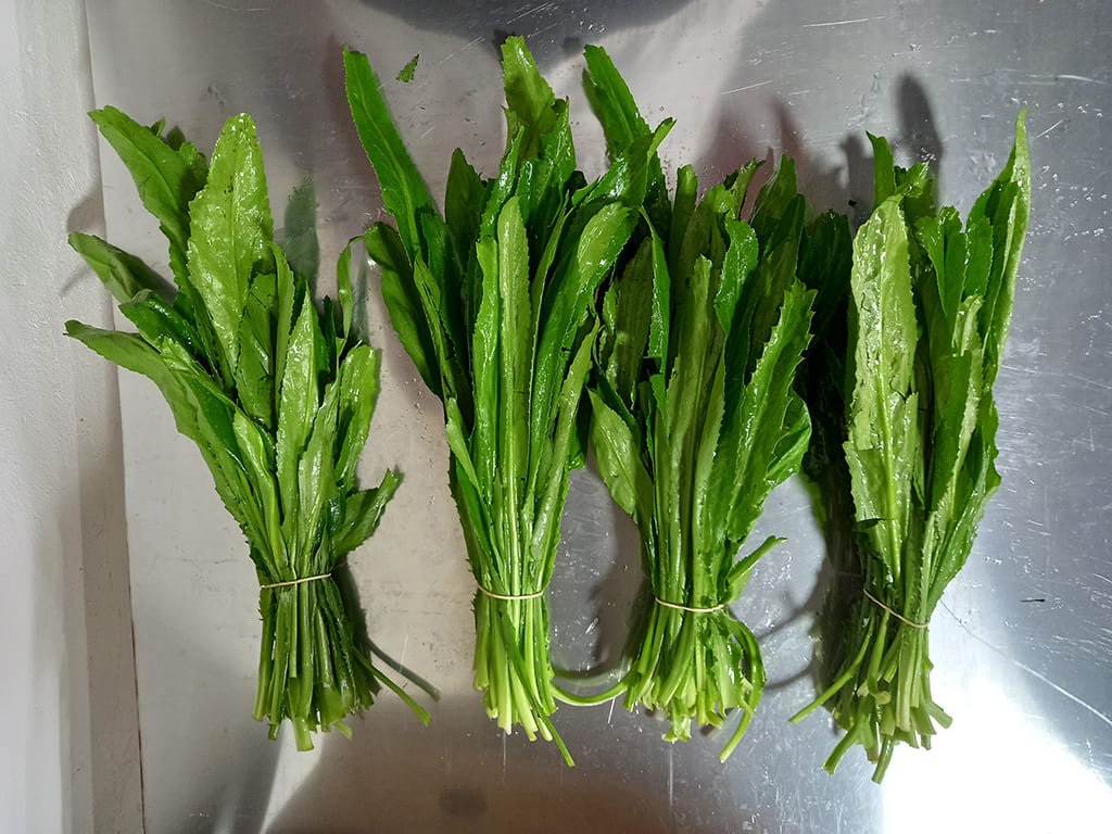 CULANTRO