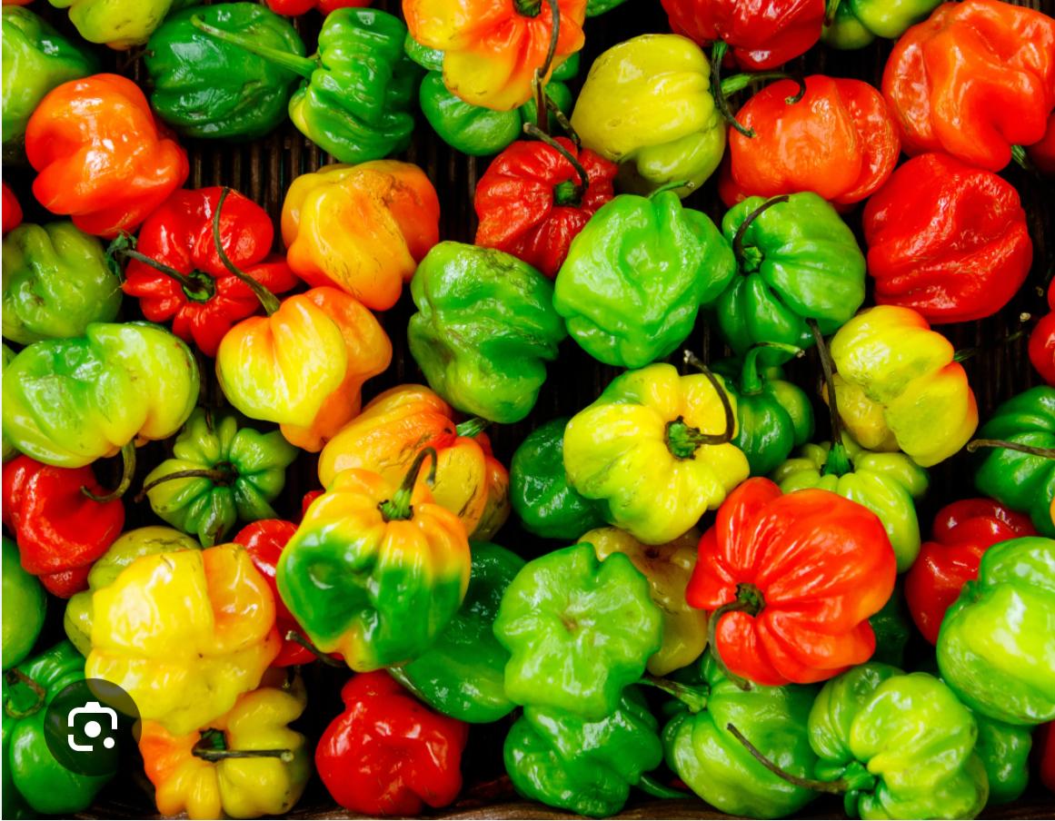HABANERO PEPPER