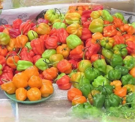 HABANERO PEPPER