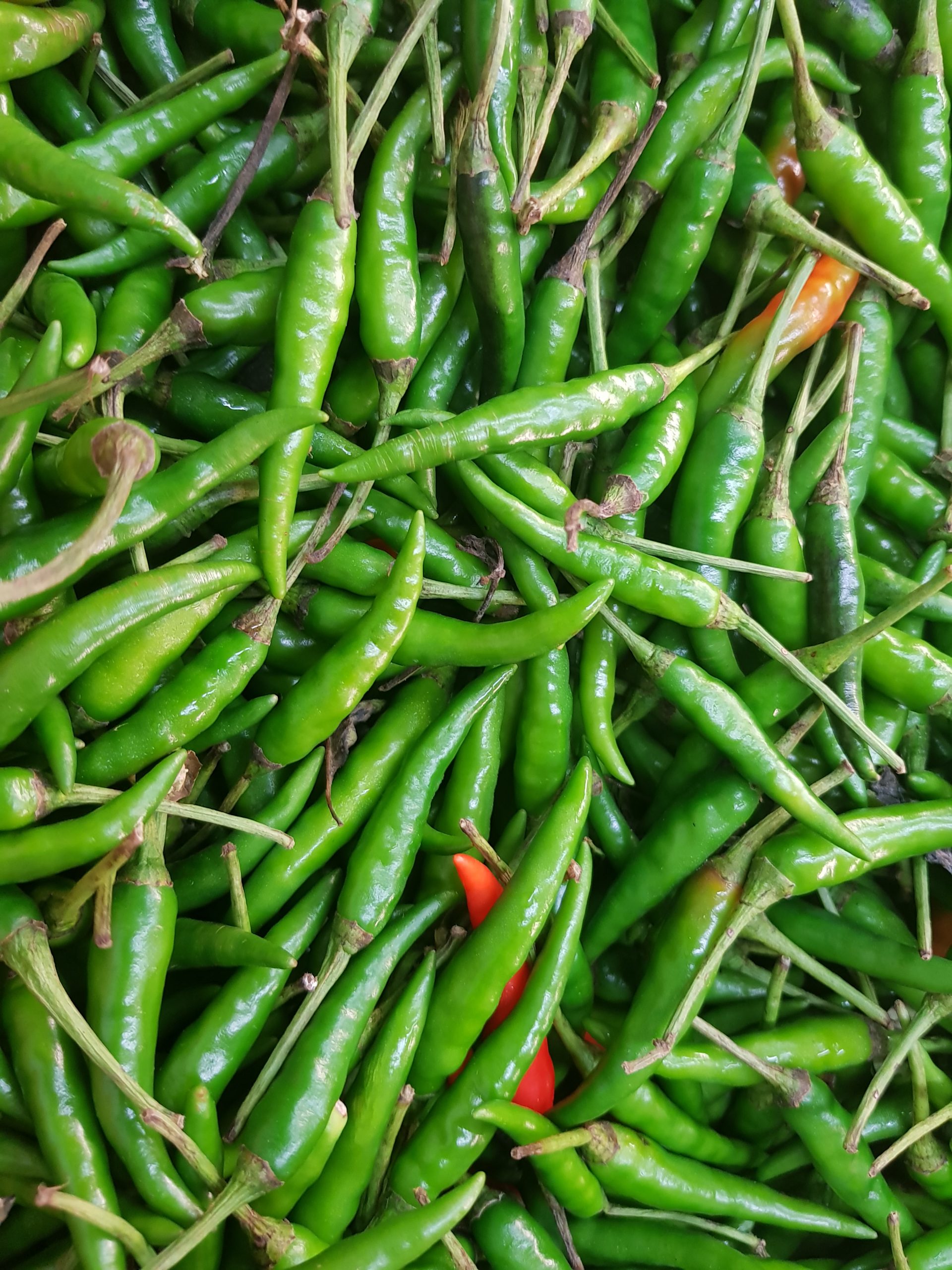 GREEN CHILI PEPPER