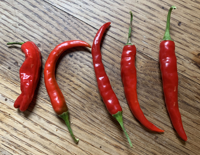 HOT CHILI PEPPER