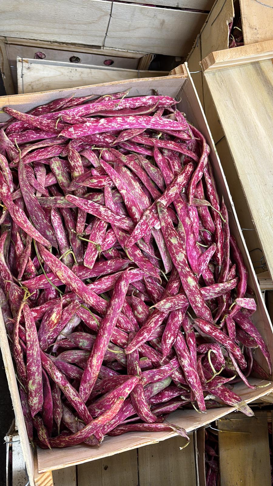 CRANBERRY BEANS