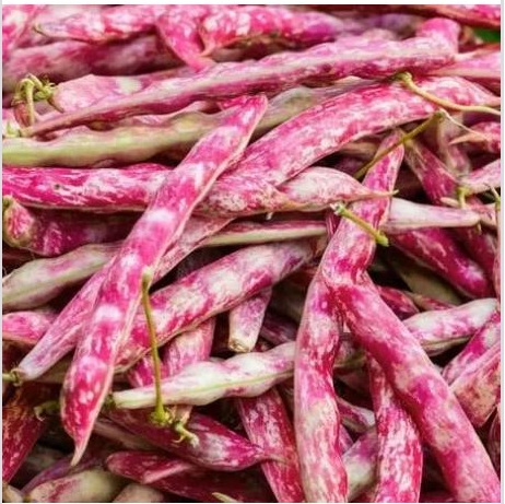 CRANBERRY BEANS