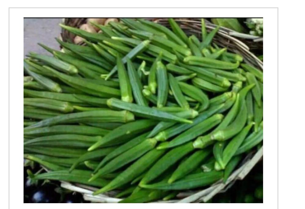 INDIAN OKRA