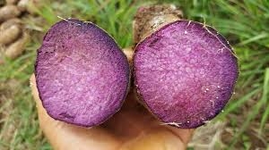 ÑAME LILA (PURPLE YAM)