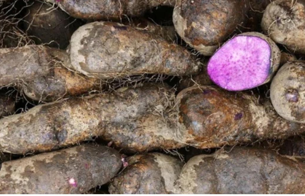 ÑAME LILA (PURPLE YAM)