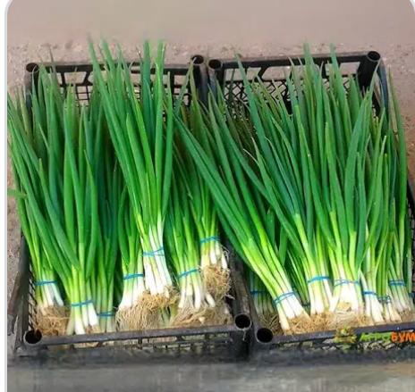 GREEN ONION (CEBOLLIN VERDE - SCALLION)
