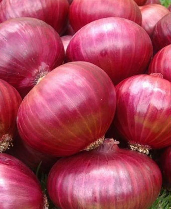 RED ONION