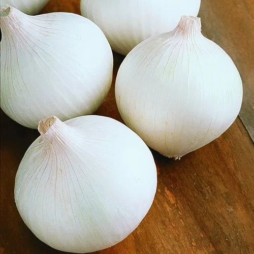 WHITE ONION