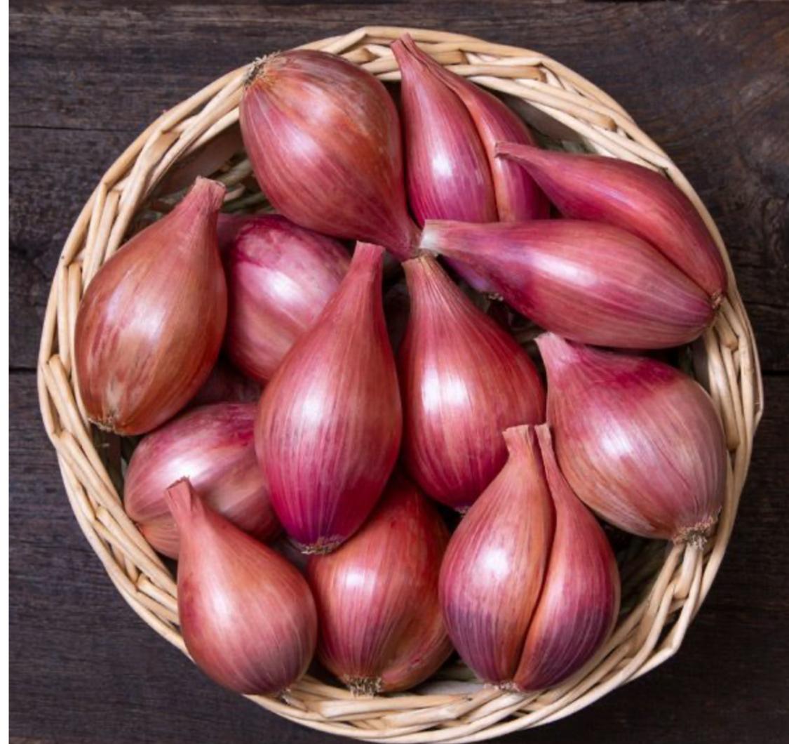 SHALLOT