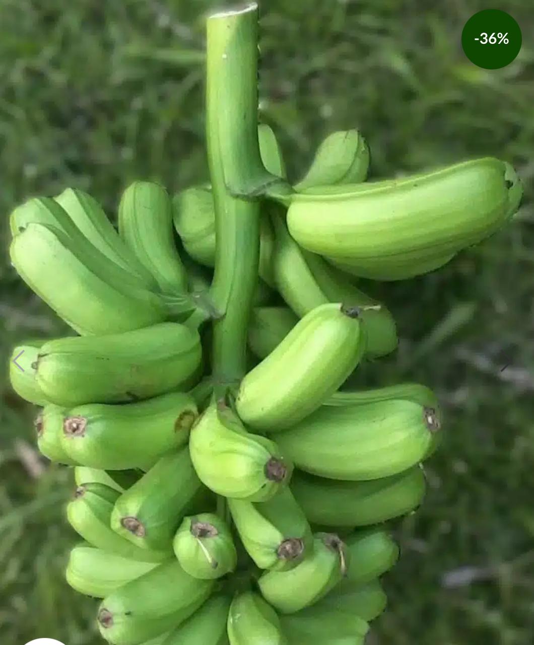HAWAIIAN PLANTAIN (PLATANO HAWAIANO)