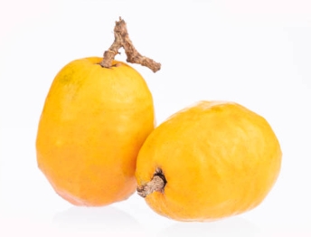 JOCOTE
