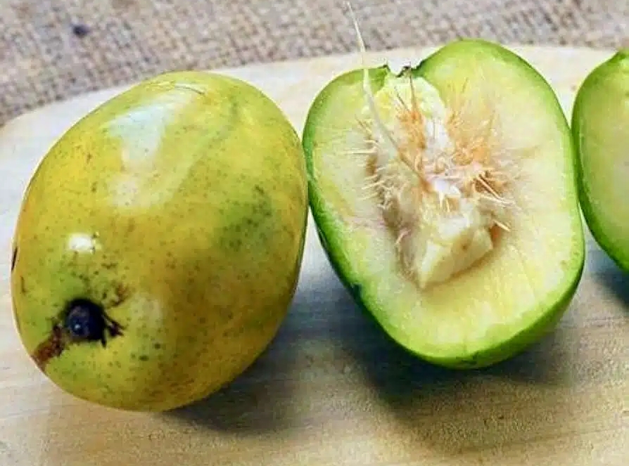 JUNE PLUM 