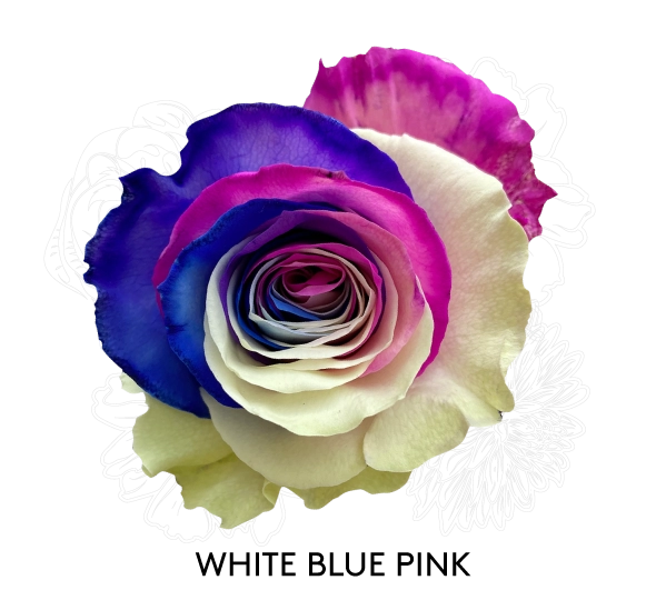 WHITE BLUE PINK