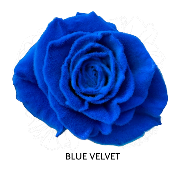 BLUE VELVET