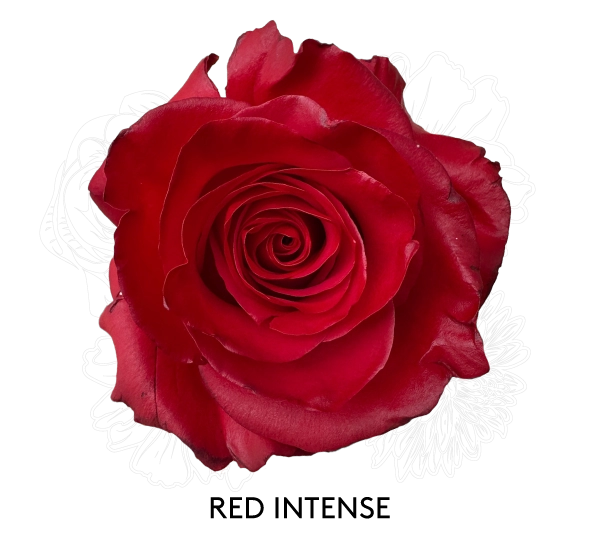 RED INTENSE