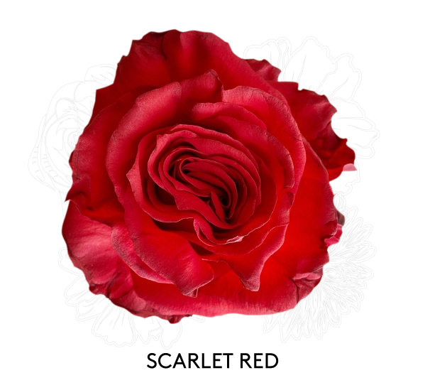 SCARLET RED