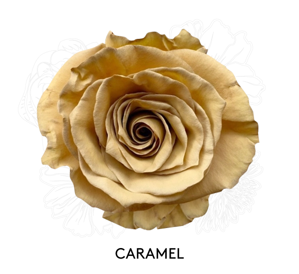 CARAMEL