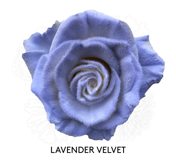 LAVENDER VELVET